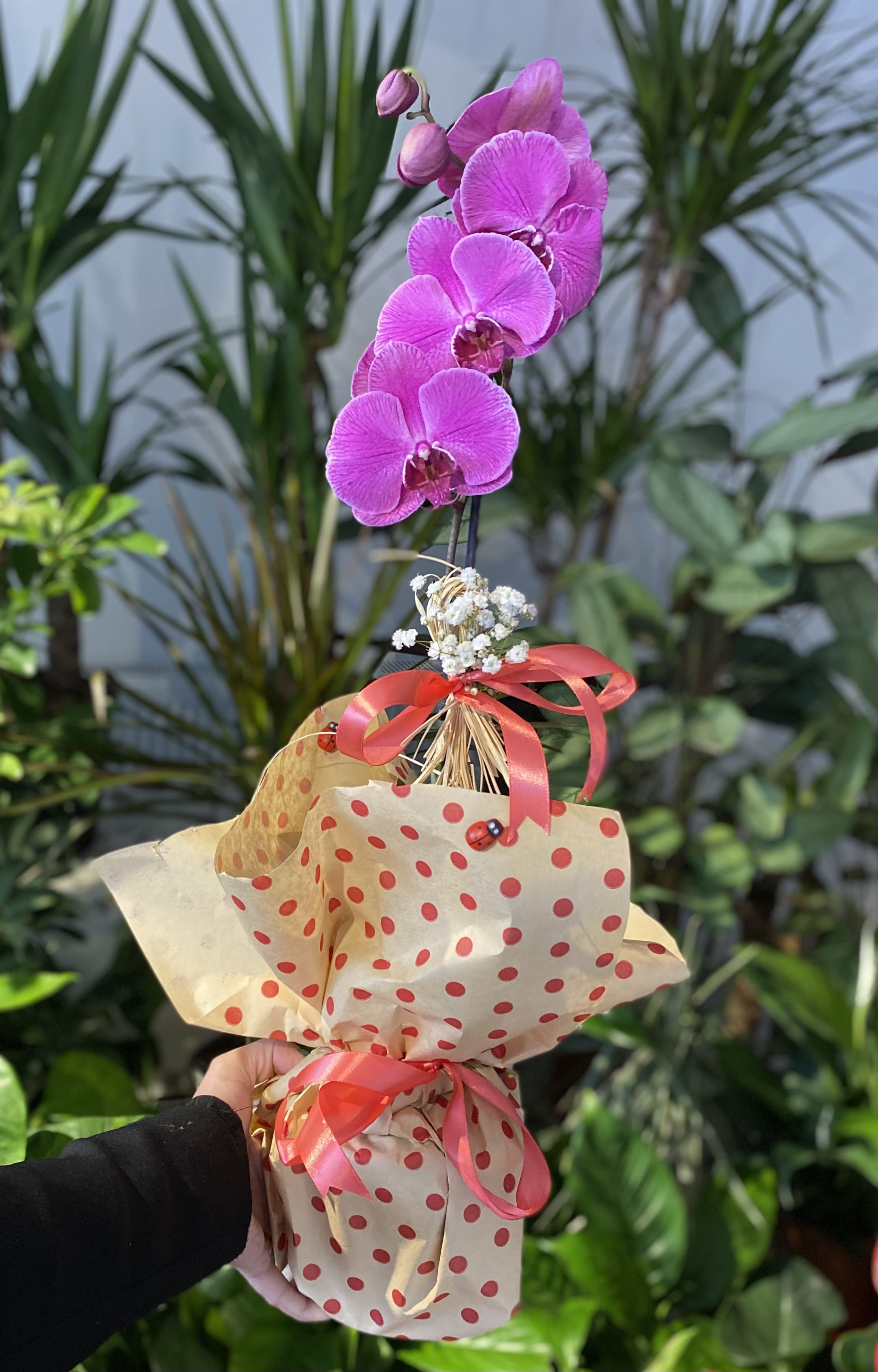 butik-suslemeli-orkide