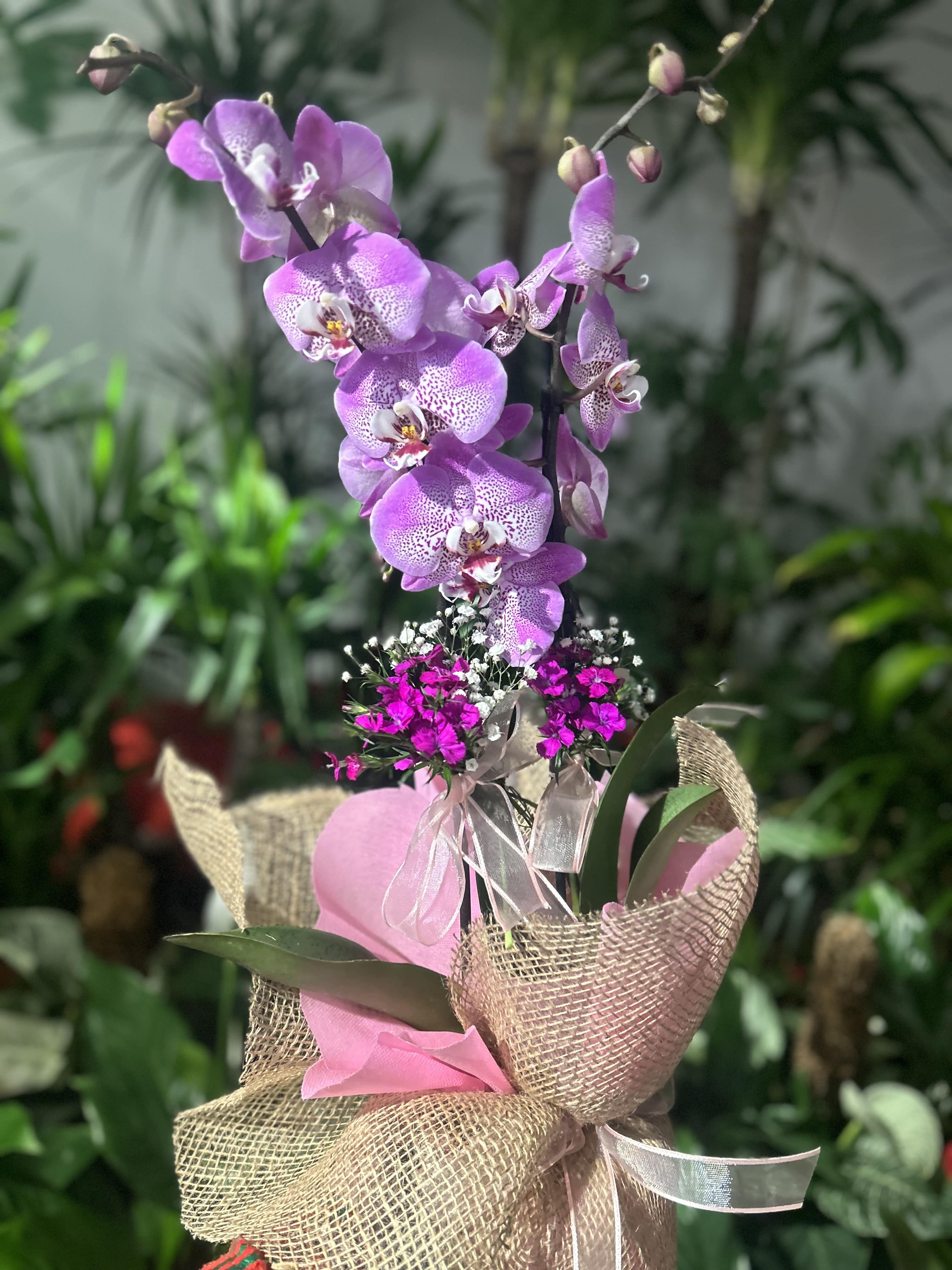 ekstra-luks-butik-orkide