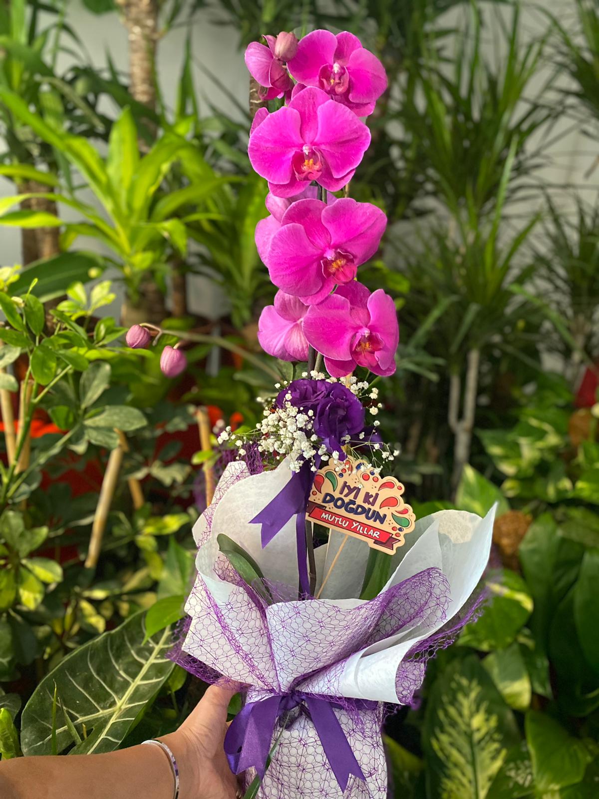 tek-dal-orkide