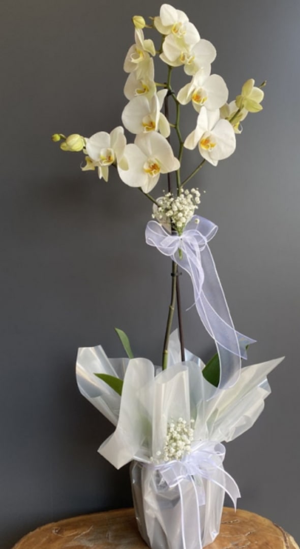 inci-model-orkide