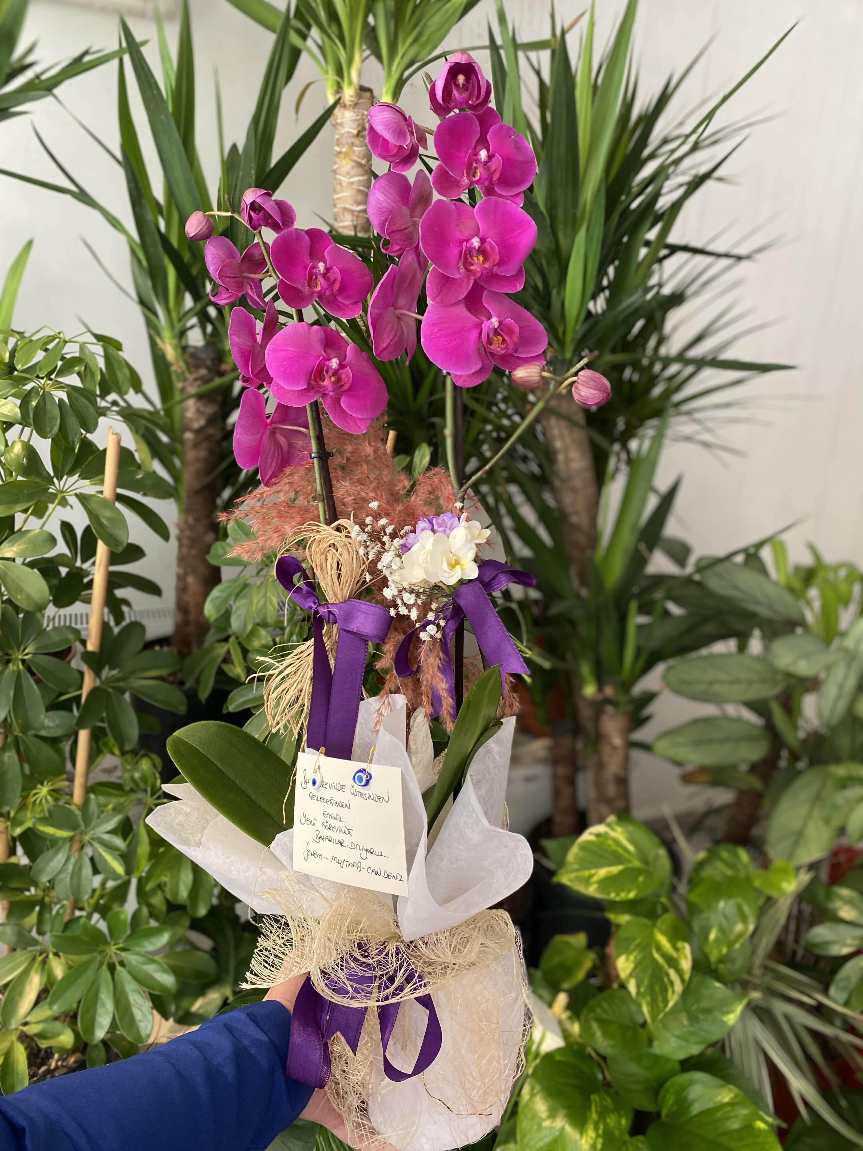 mor-soleni-orkide