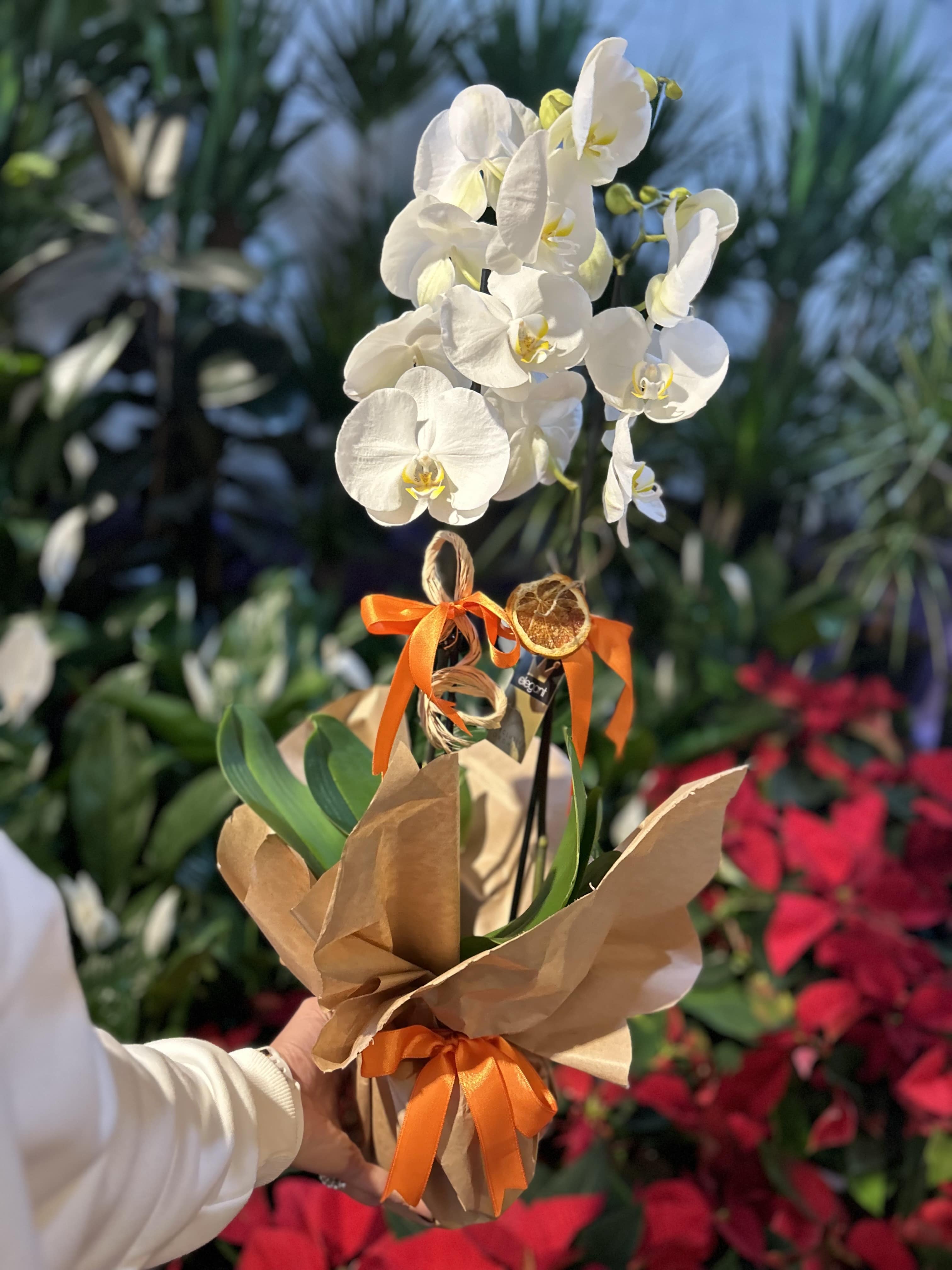 beyaz-dusler-orkide
