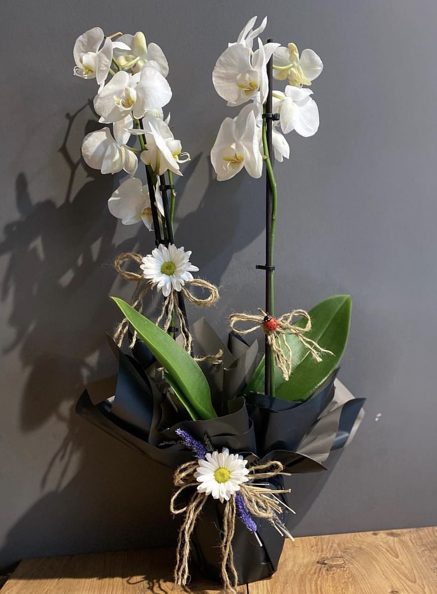 beyaz-dusler-orkide