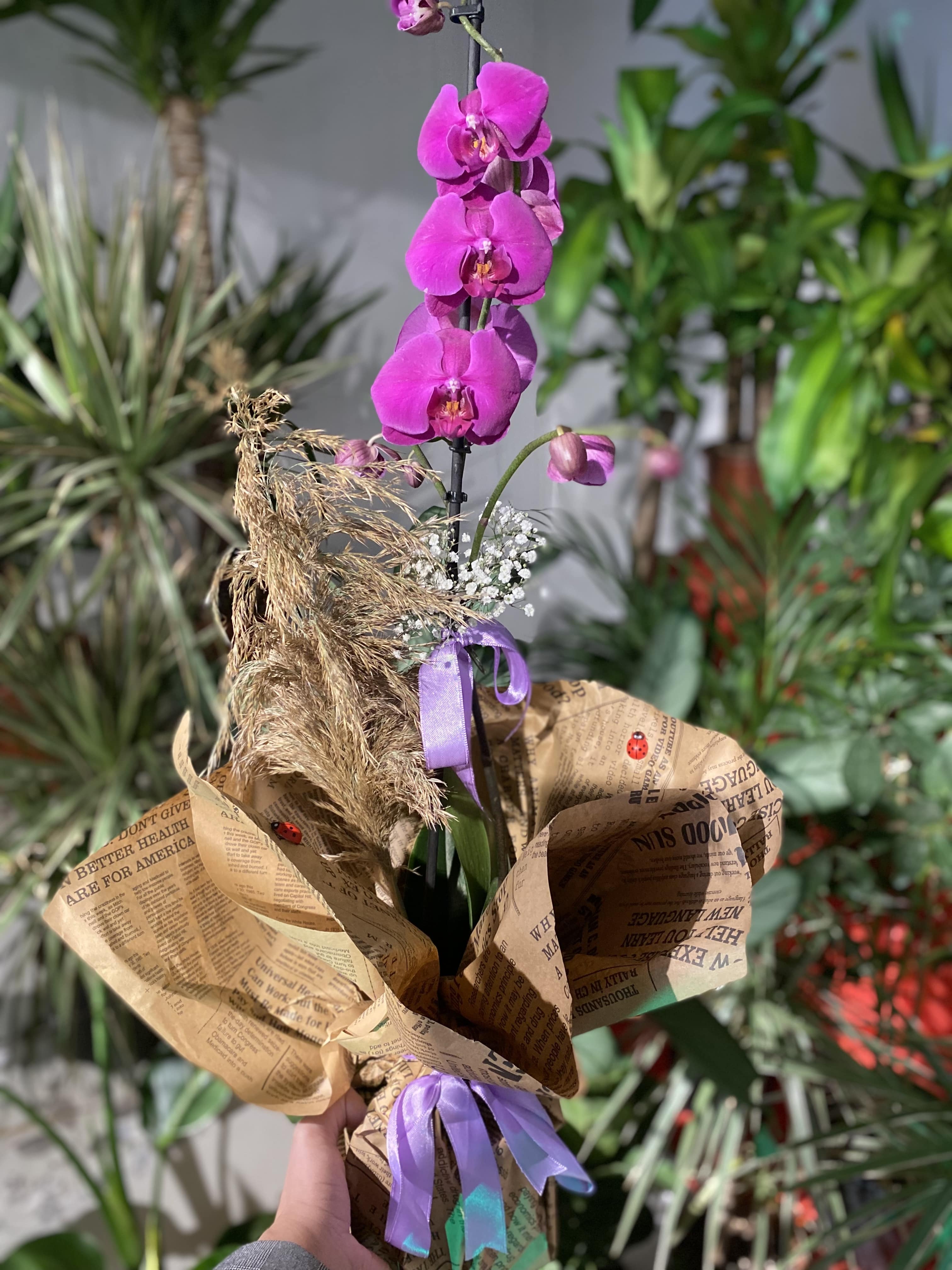 butik-renk-orkide