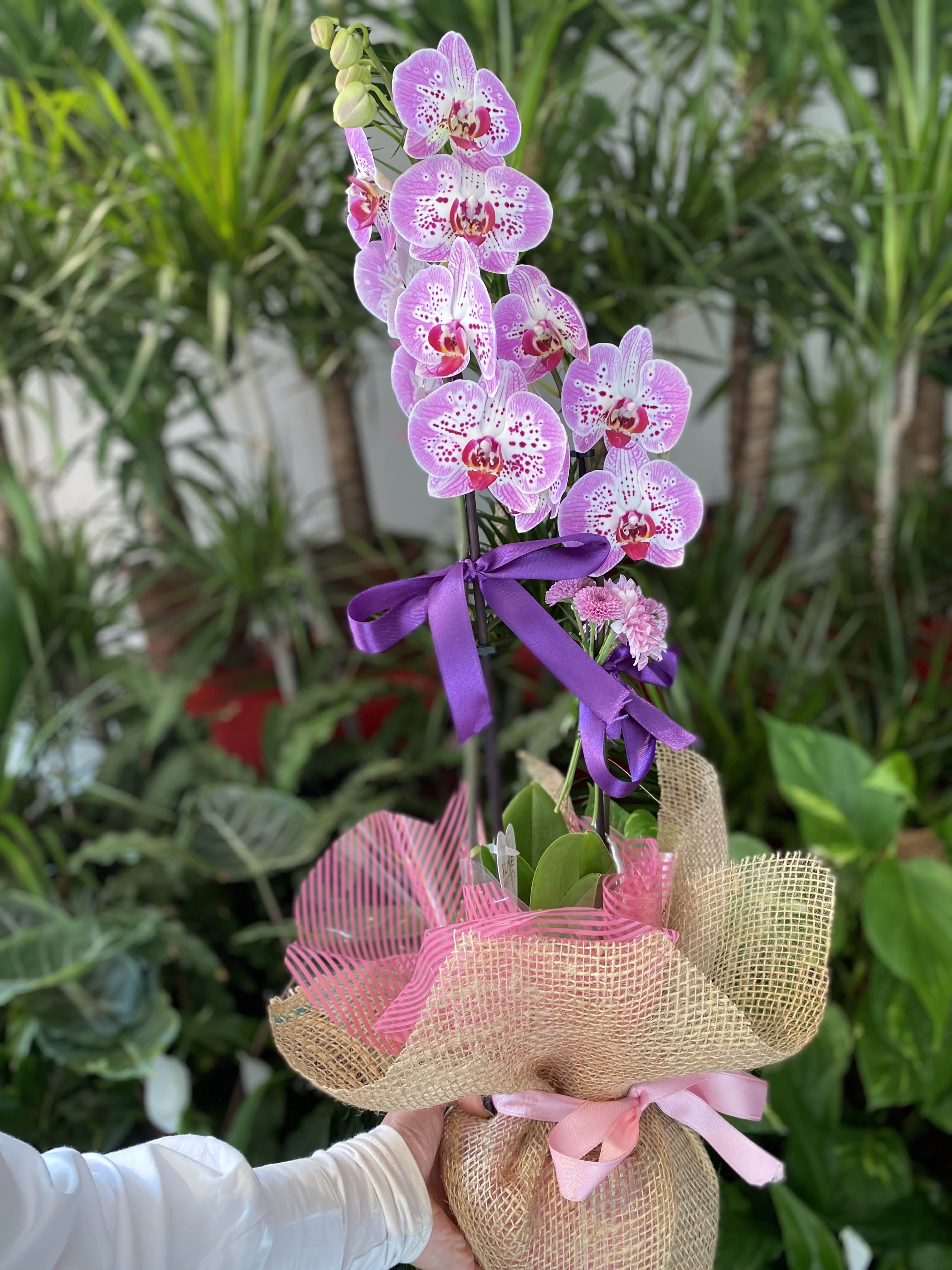 puantiyeli-orkide