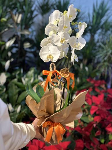 Beyaz düşler orkide 